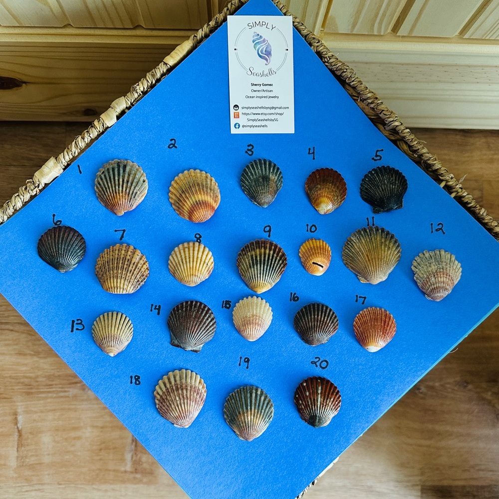 🌊 Authentic Seashell Necklace-purple wampum oyster scallop 1-20 🐚